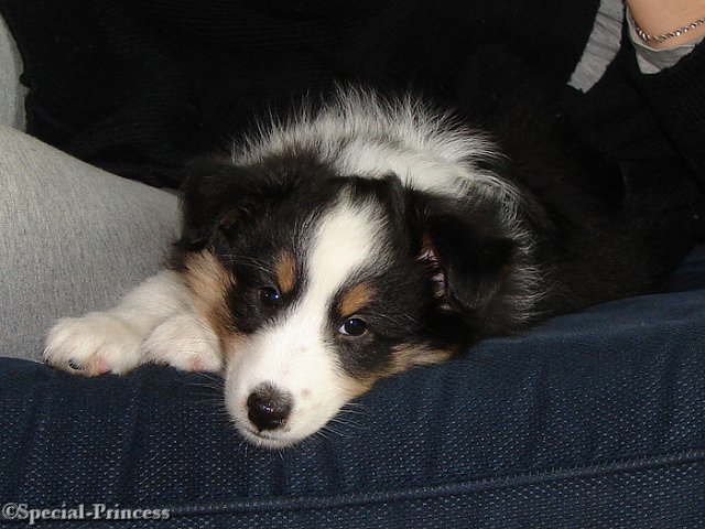 Puppy Sky